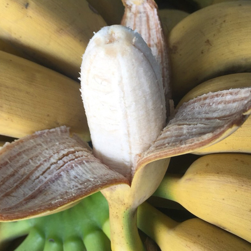 广西小米蕉香蕉新鲜水果9斤小香芭蕉当季苹果蕉整箱自然熟包邮10