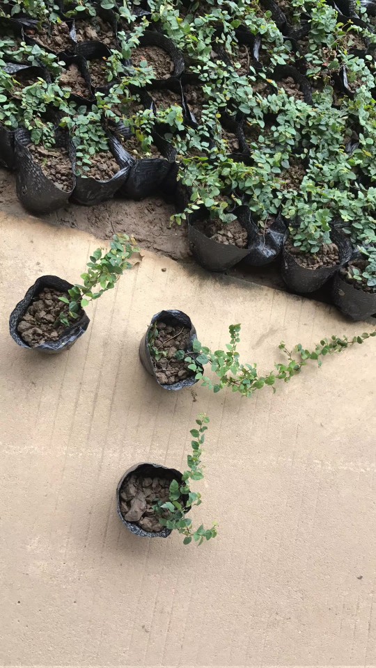 907基地供应 薜荔 20-60cm藤长 杯苗 营养钵 盆栽
