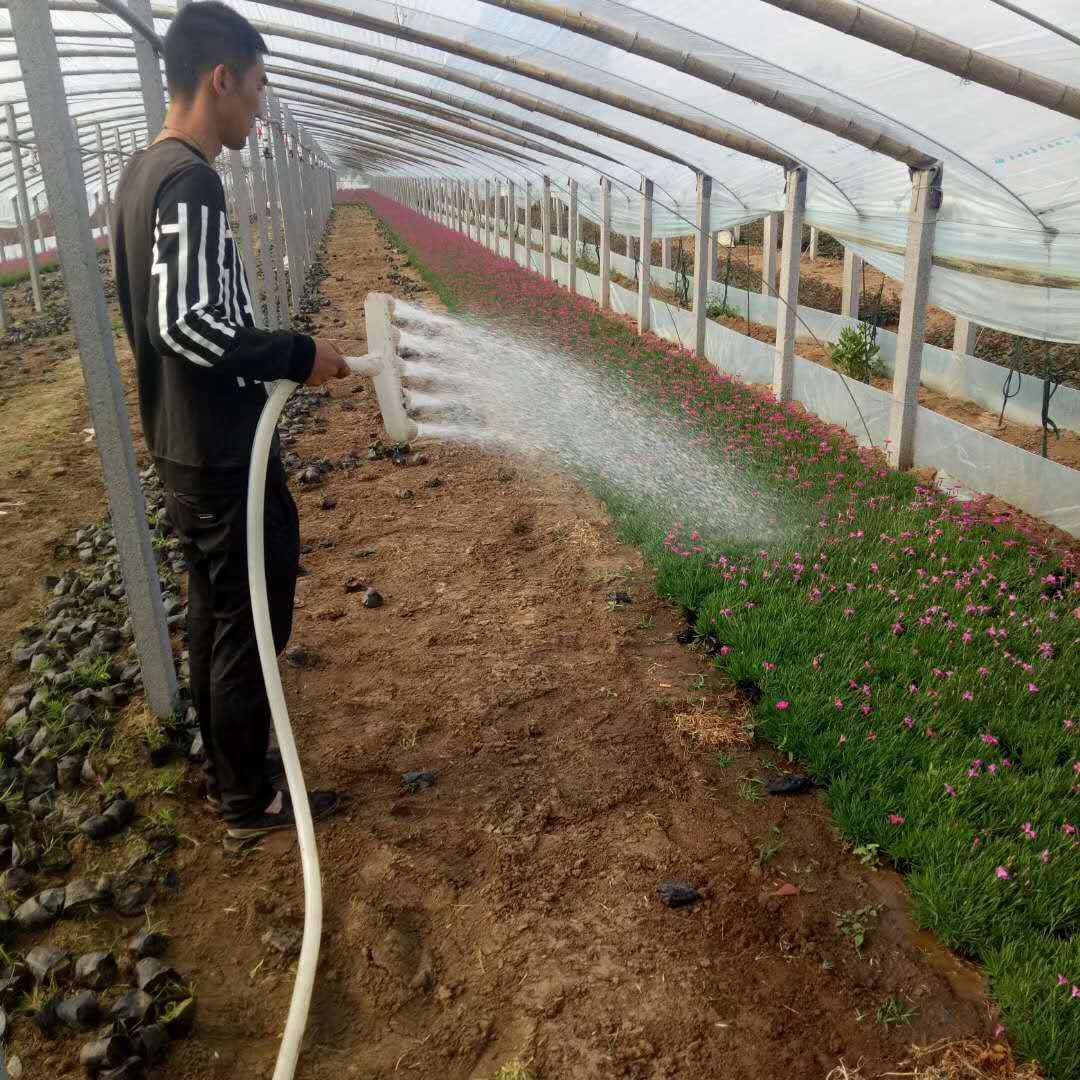 蔬菜大棚喷灌工具 微喷带喷头滴灌带水管微喷管 40/45/50带孔水管