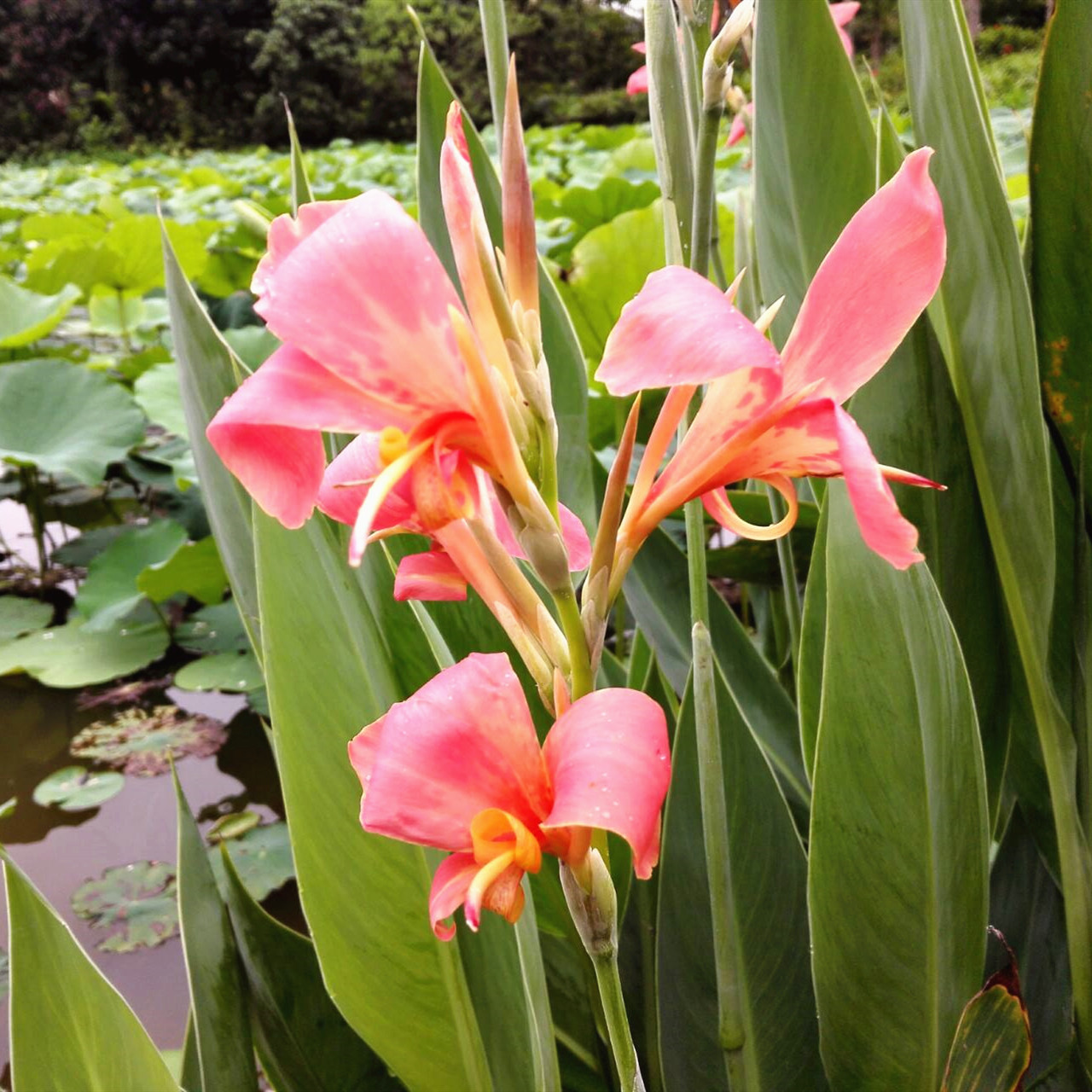 花卉美人蕉种子 盆栽美人蕉花苗庭院室内当年开花植物美人蕉种子