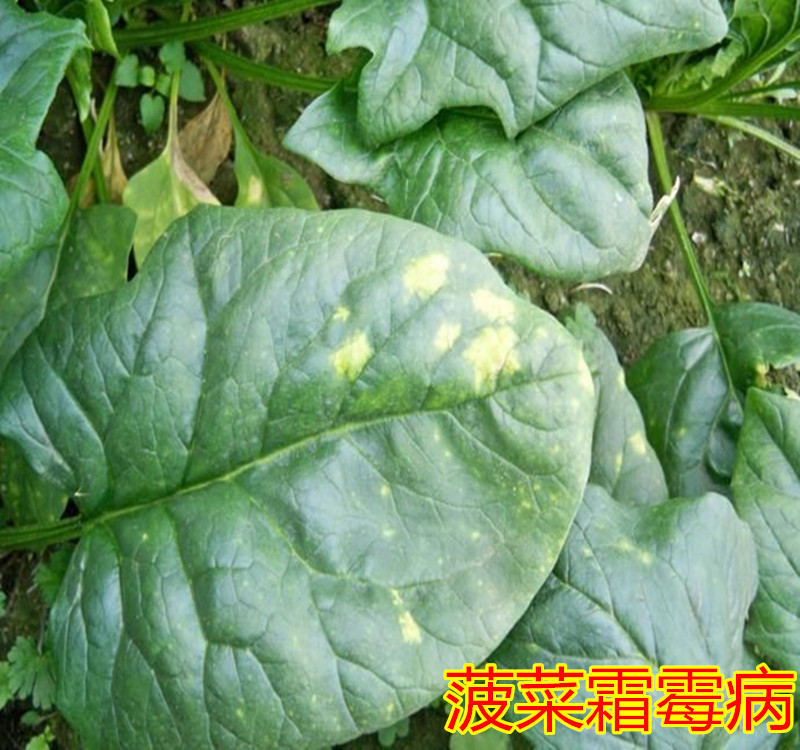 菠菜霜霉病_副本