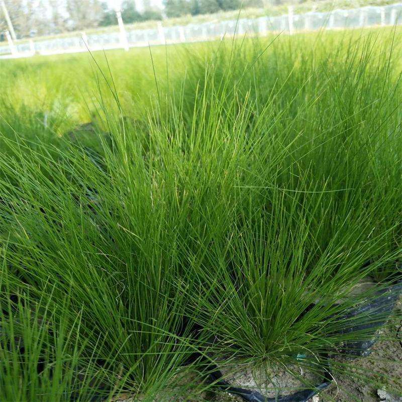 陕西细叶针芒上车价格 绿叶细茎针茅苗圃批发 西安细叶针芒价格