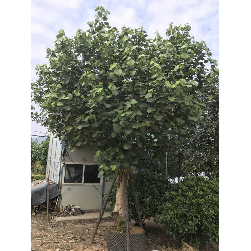 福建优良黄槿苗批发 多种规格全冠黄槿绿植移栽苗 园林绿化苗木