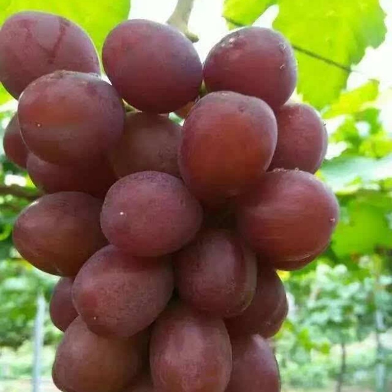 红国王葡萄苗