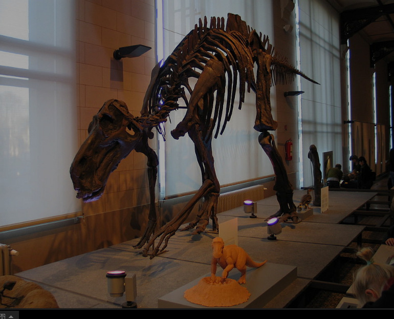 慈母龙化石装架    /wiki