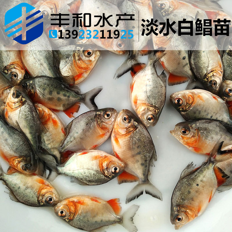 全国可养淡水白鲳苗优质鲳鱼苗淡水鱼苗批发