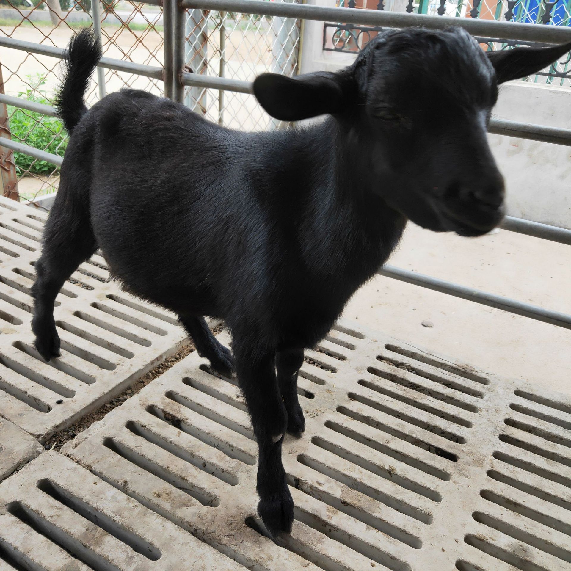 济宁黑山羊图片