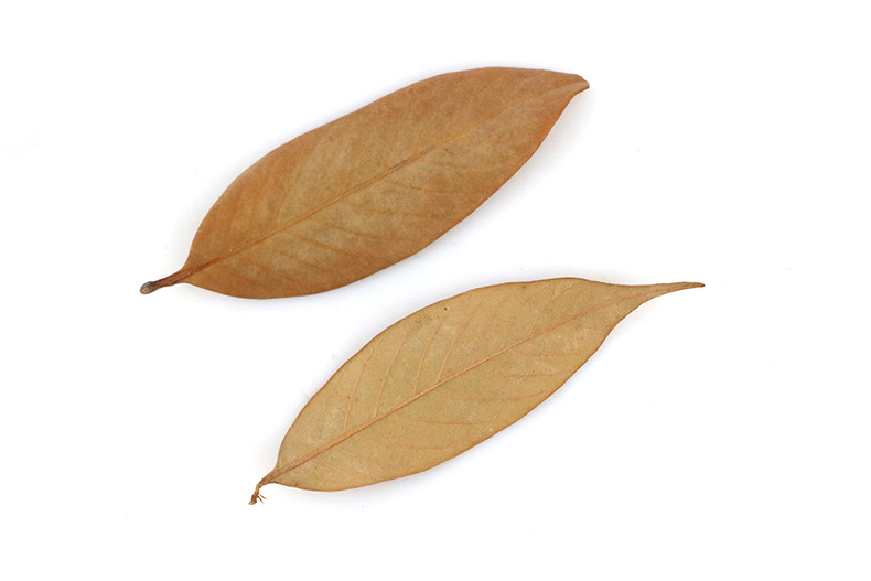 楠木叶干花叶片 天然真花
