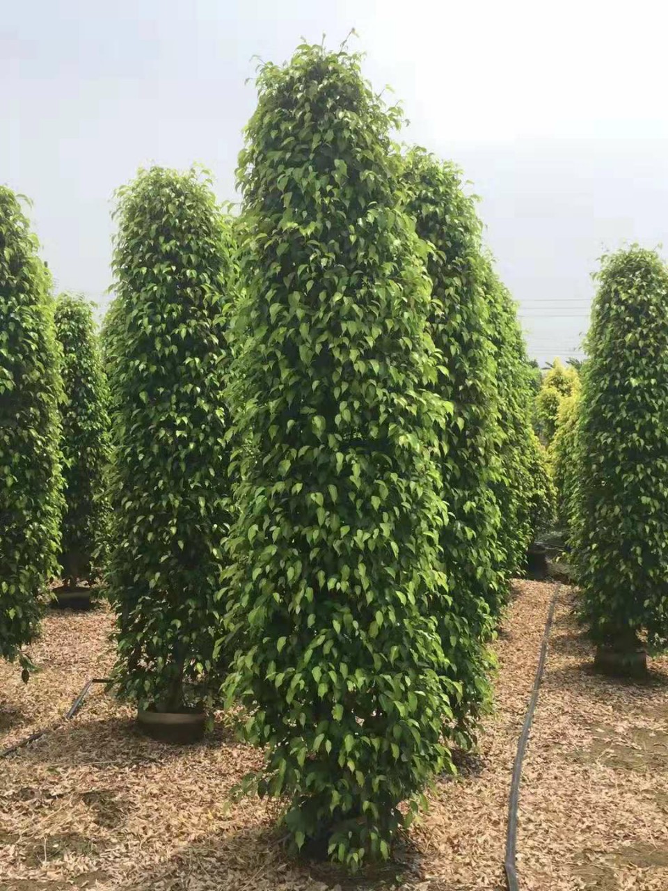 苗圃供应垂榕柱盆栽高度2.5米绿篱工程苗青叶垂榕