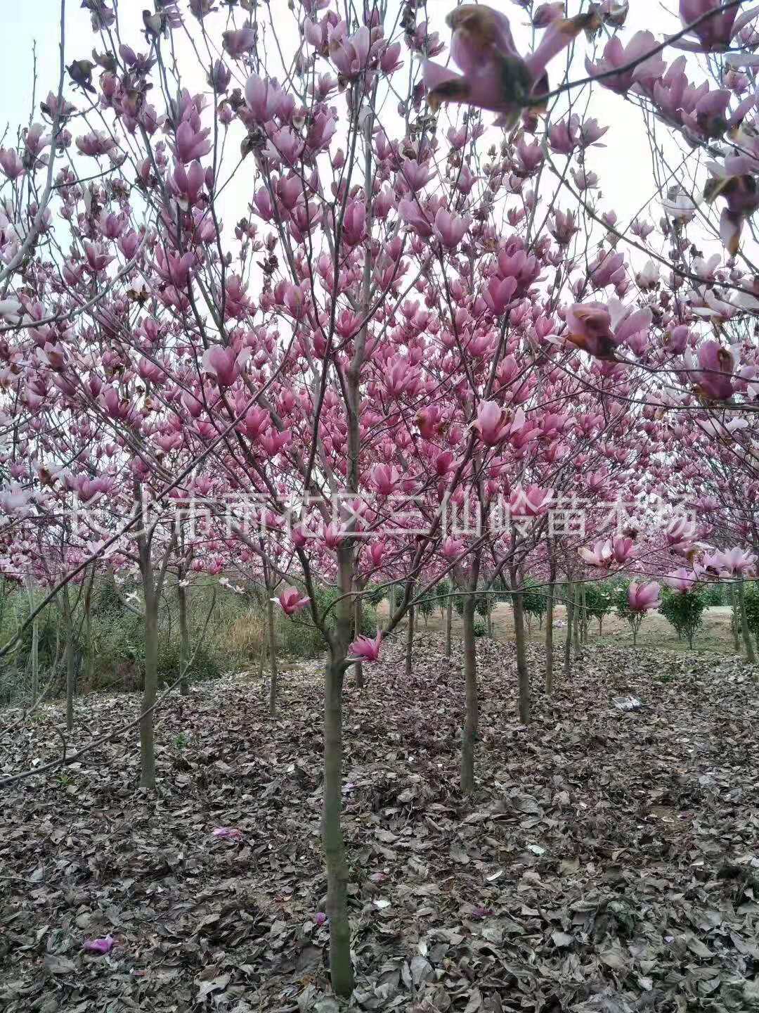 批发紫玉兰 15公分红花玉兰 16公分紫玉兰 湖南紫玉兰树苗