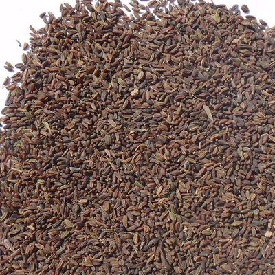 新红柴胡种子黑柴胡种子北柴胡种子甘肃柴胡种子狭叶柴胡包邮