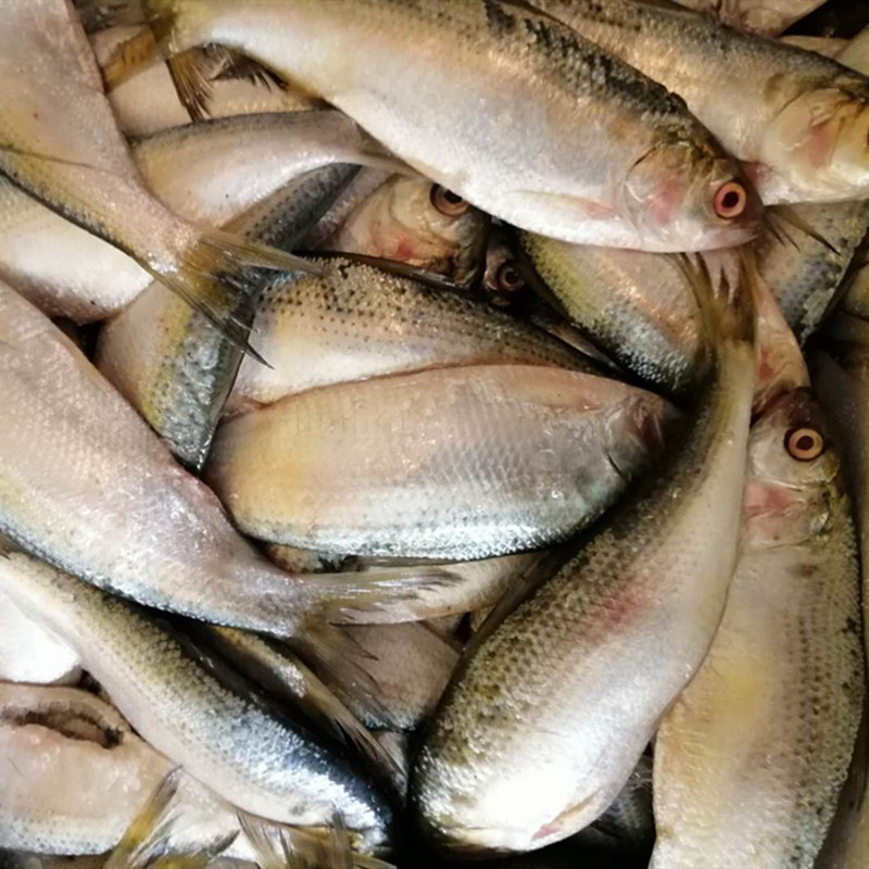 野生生冻海鲫鱼 冷冻速冻无冰衣 海鲜批发 冷冻鱼类 水产海鲜直销