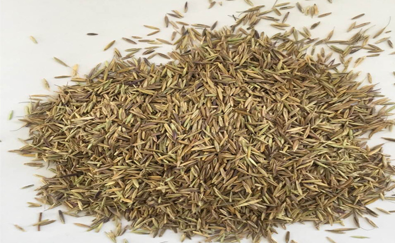 牧草种子无芒雀麦雀麦草种子产量高耐低温优质种籽芽率好量大从优