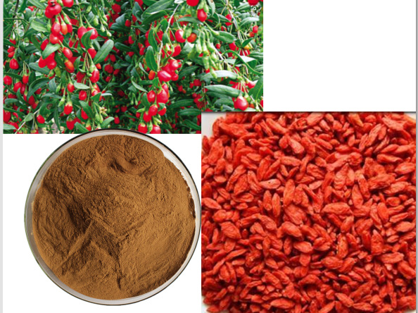 现货包邮/枸杞提取物/枸杞多糖/枸杞粉/量大从优/多种规格