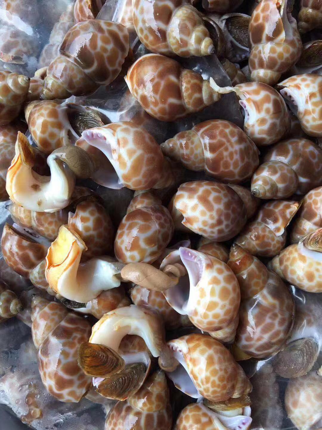 海鲜水产花螺 贝类 冷藏花螺 一手货源 鲜活贝类批发海螺