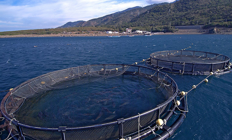 工字型养鱼网箱深海养殖水箱抗风浪强的新型淡水人工养殖网箱架