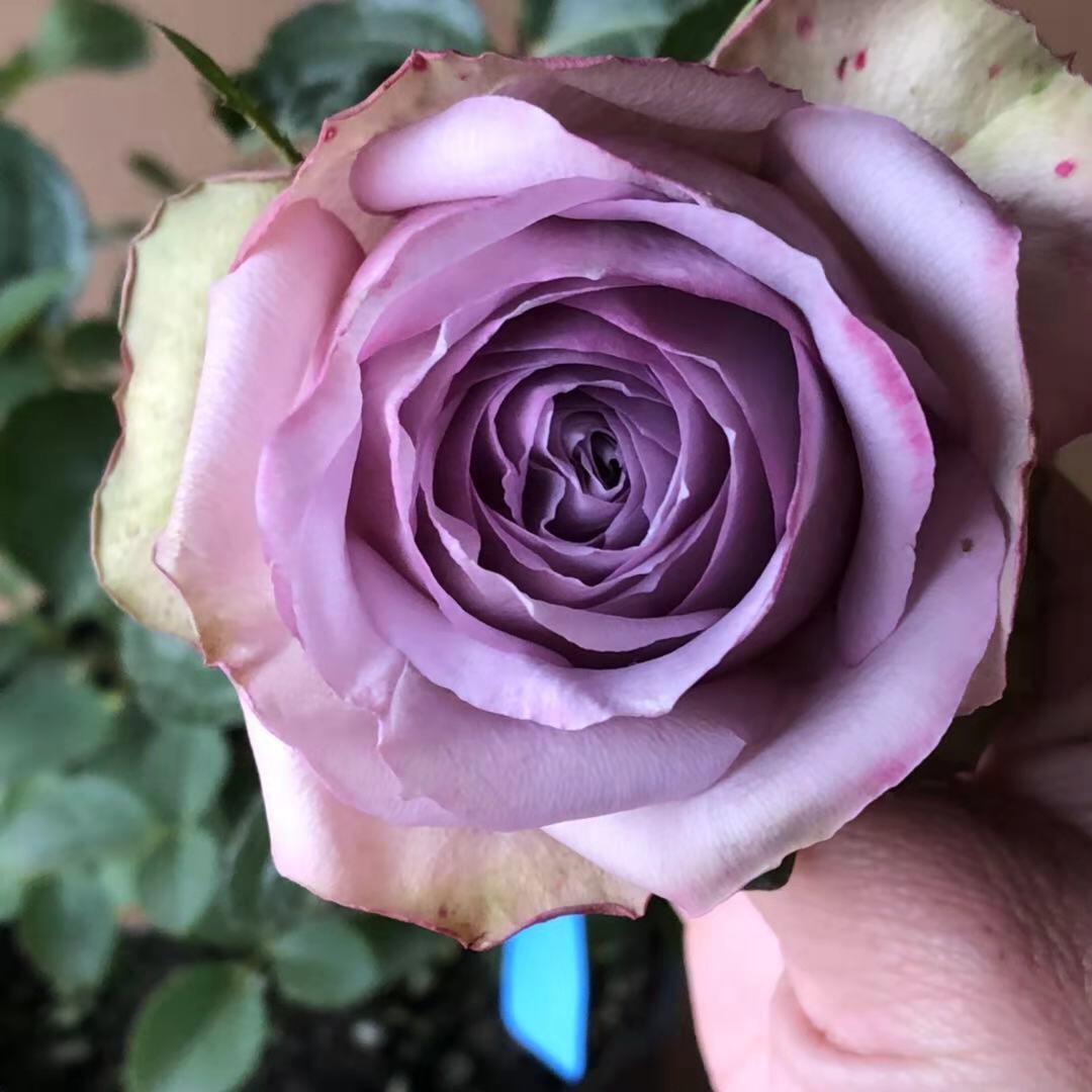 爱园花卉紫丁香/丁香经典 荷兰灌木月季 丰花抗病 美植袋扦插大苗