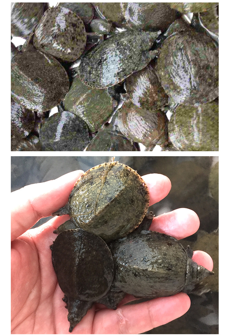 厂家直供龟苗 黄沙鳖苗中华鳖龟苗 养殖中华鳖黄沙鳖活体龟苗批发