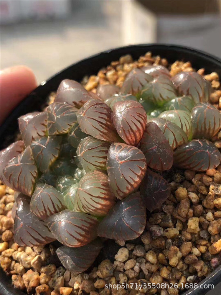 859精品大棚批发多肉盆栽品种 粉玉露双头盆7cm多肉十二卷属植物