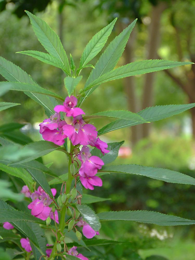 凤仙花,又名指甲花