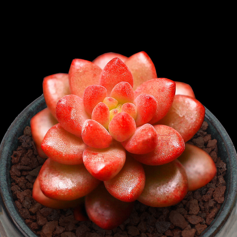 rk园艺赤豆白石多肉植物组合盆栽办公室迷你绿植花卉多肉含盆