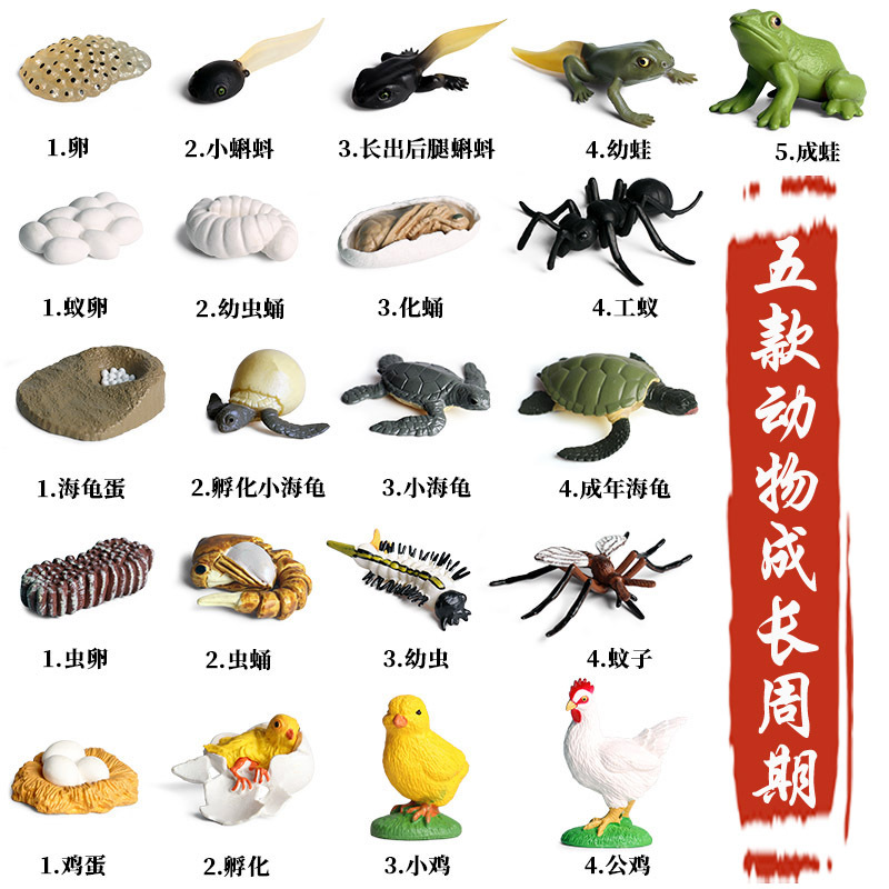仿真动物模型迷你小动物青蛙海龟蚊子公鸡蚂蚁成长周期儿童玩具