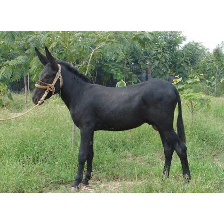 德州驴苗 乌头驴 厂家直供 肉驴养殖基地