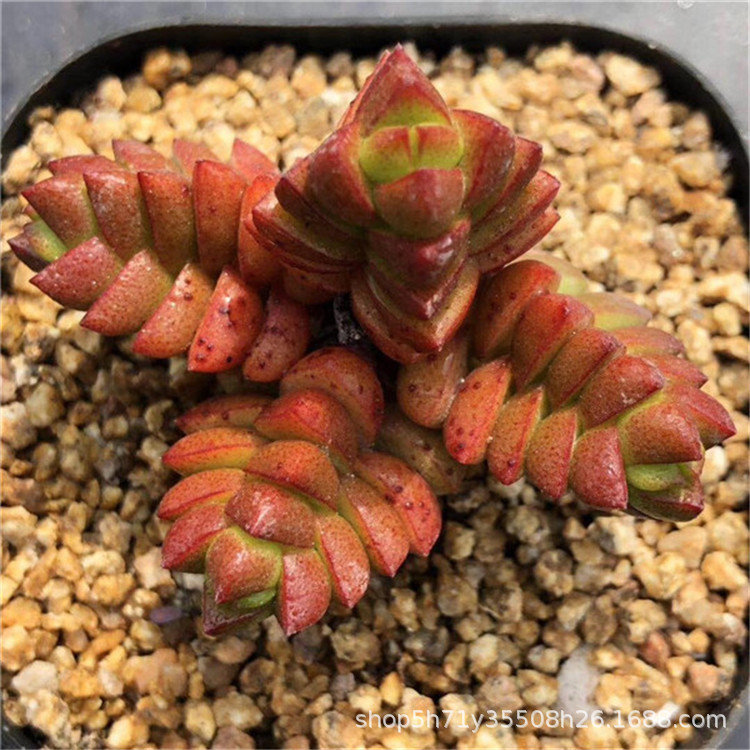 678多肉植物基地批发状态寿无限自然群盆65cm多肉品种