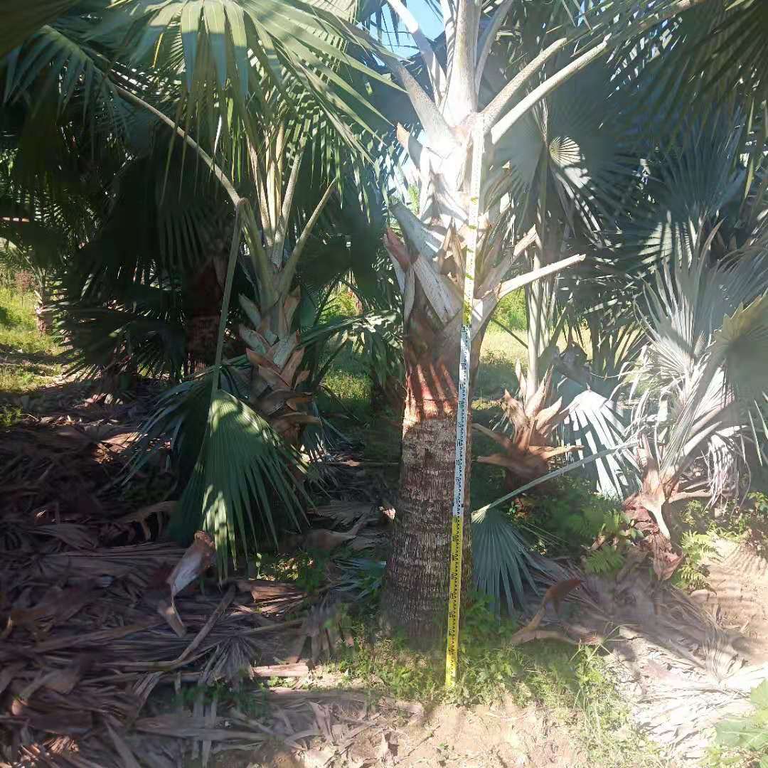 霸王棕假植苗批发产地大量种植霸王棕地苗熟苗报价