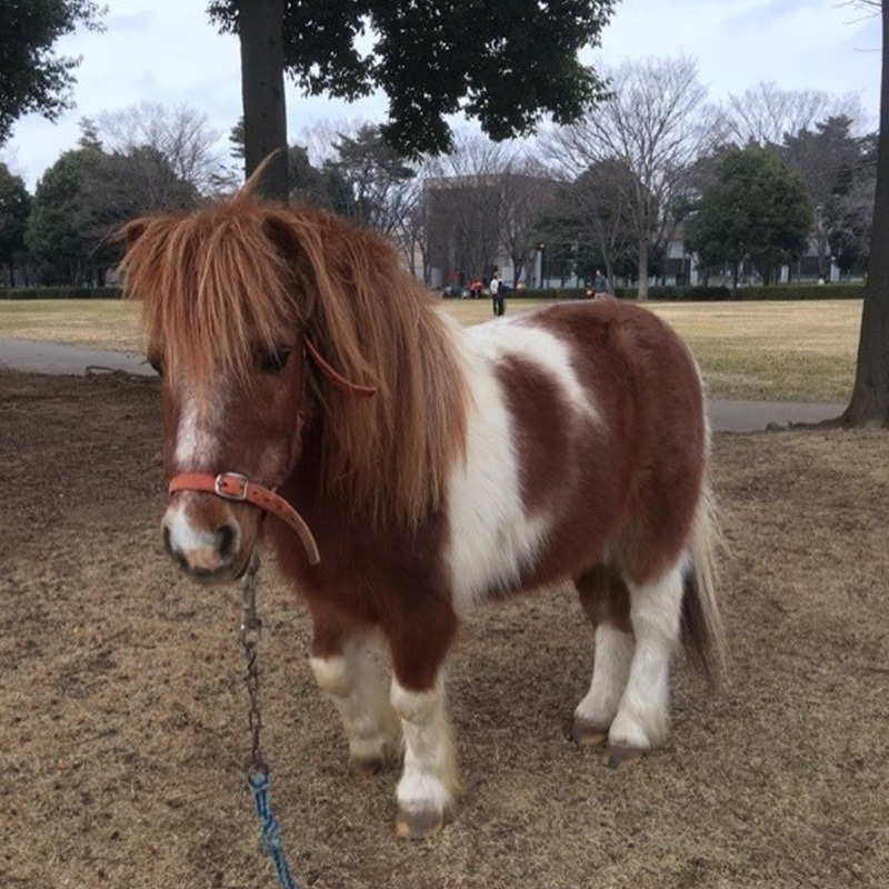 矮脚马马匹品种介绍 矮马小马驹出售 设特兰宠物马肩高多少