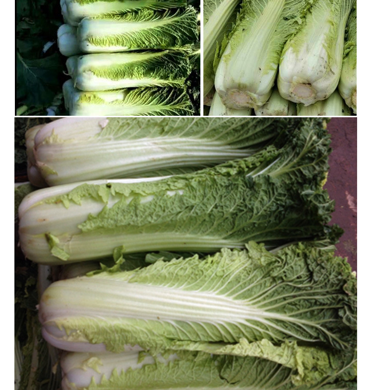 秋萃高科菜白菜种子 天津优良高桩直筒白菜 秋播大白菜冬储营养菜