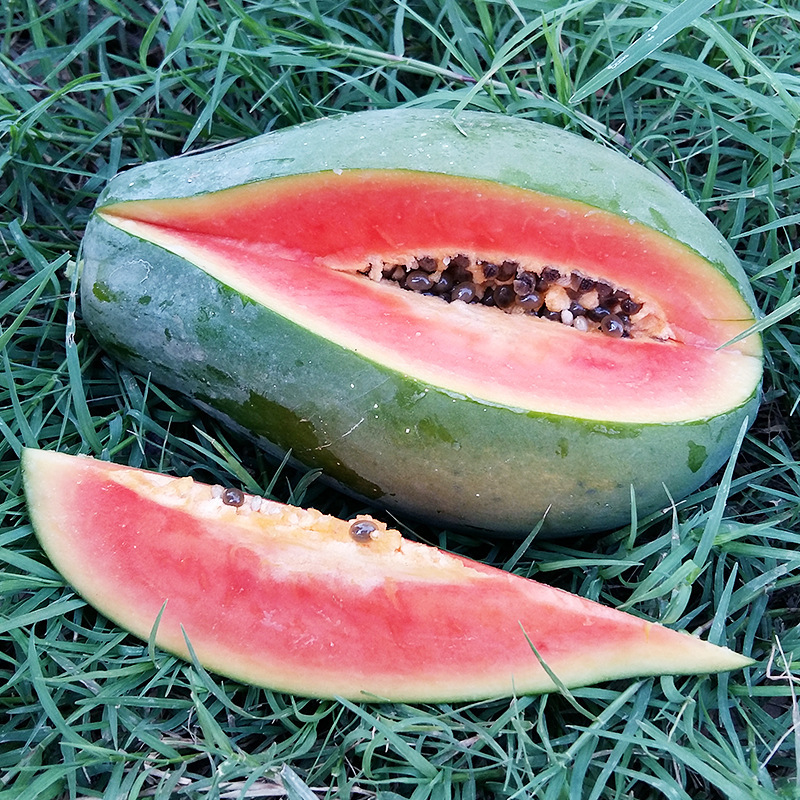 现摘雷州牛奶木瓜10斤冰糖红心木瓜鲜甜大青木瓜新鲜水果一件代发