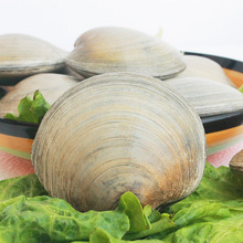 鲜活海鲜全国供应月亮贝新鲜白贝大蛤蜊 海捕贝类白蛤 连云港水产