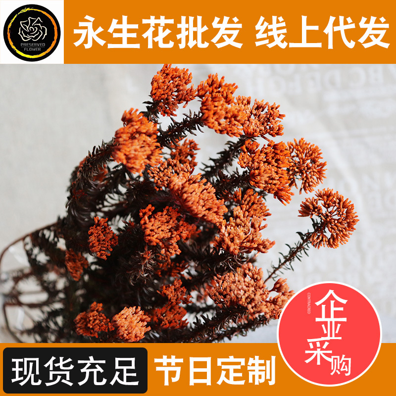 保鲜花 雪杉 花保雪杉配材干花