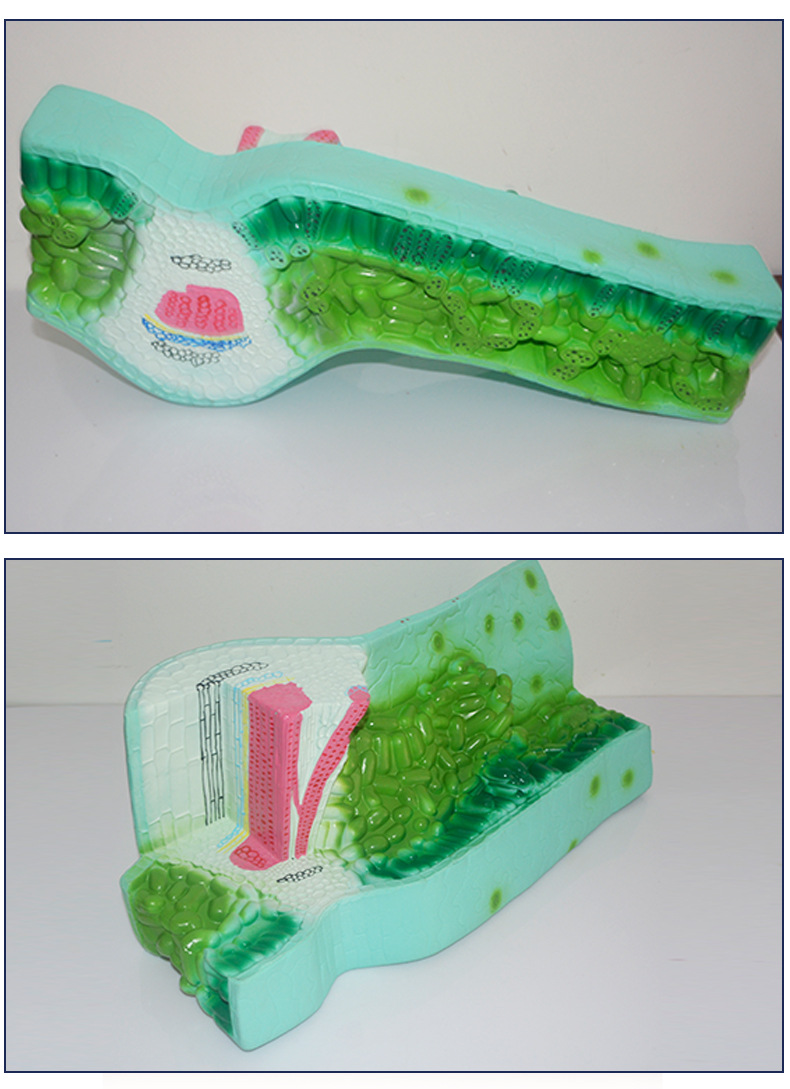 厂家直销 叶构造模型 无味塑料pvc制作 教学模型 生物教学仪器