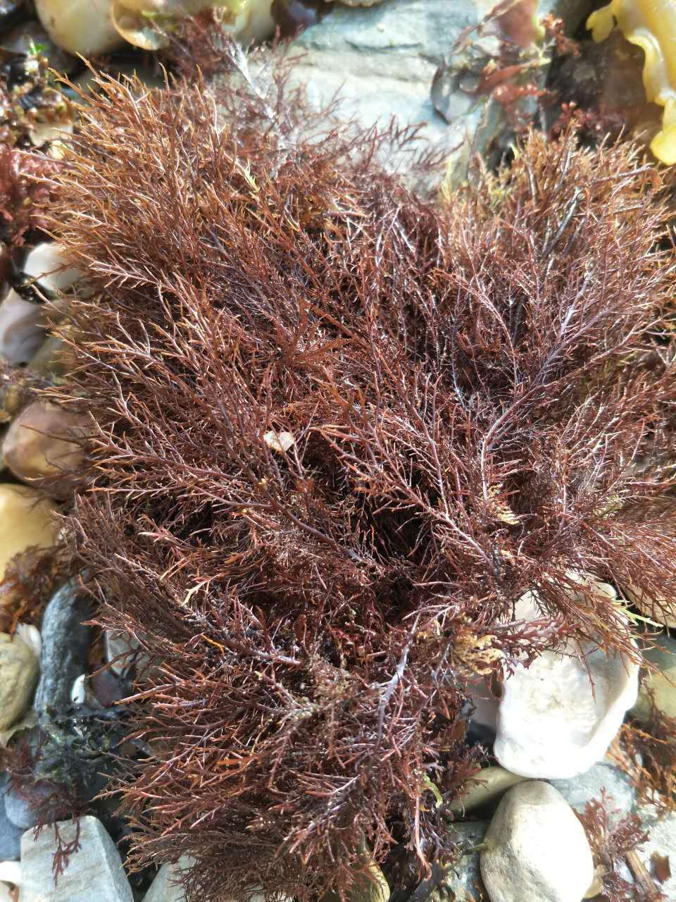 石花菜牛毛菜海冻菜海藻凉粉菜红石花菜海石花寒天琼脂原料