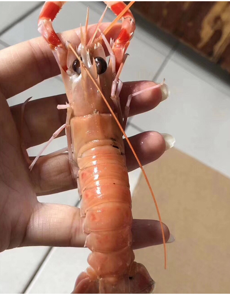 冰冻海龙虾冰冻铁甲虾野生海鳌虾 冰冻海龙虾海鲜敖虾水产