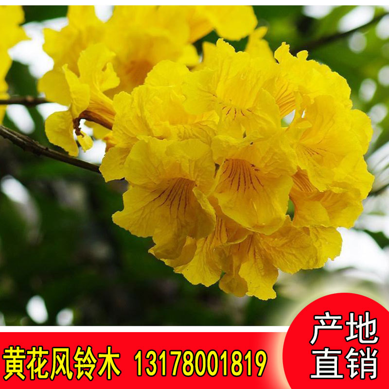 黄花风铃木 漳州黄金风铃木基地直销 开花绿化乔木-阿里巴巴