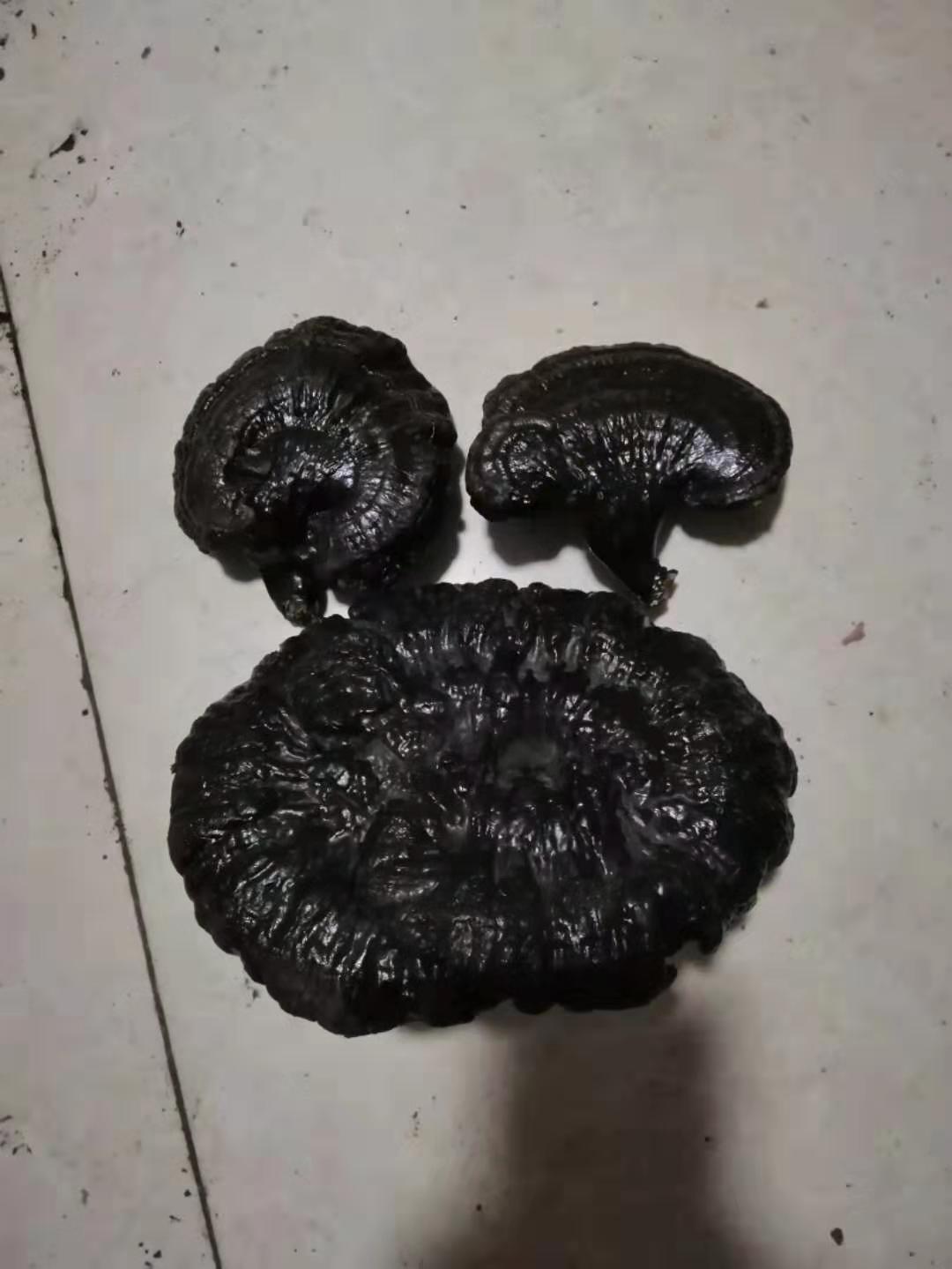 江北灵芝之乡无柄黑灵芝原产地黒芝个切片现货批发