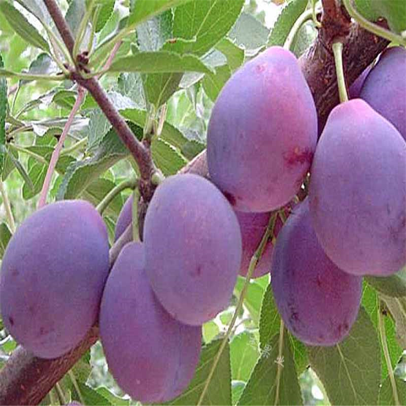 蜂糖李子苗现挖现卖量大优惠秋姬李子树苗供应量大从优李子苗