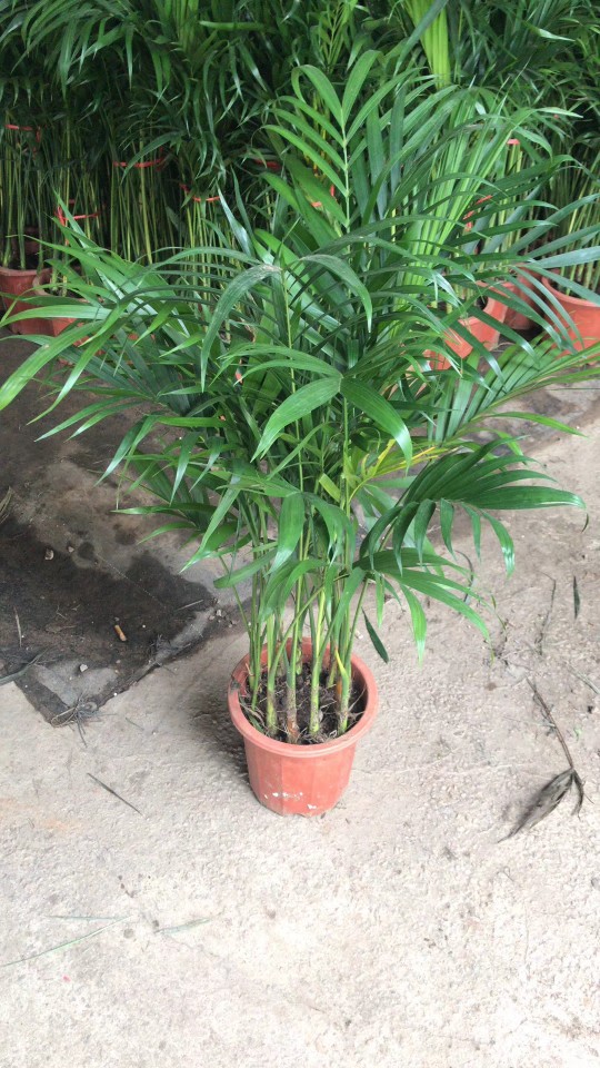 905批发供应夏威夷椰子082米高夏威夷盆栽苗