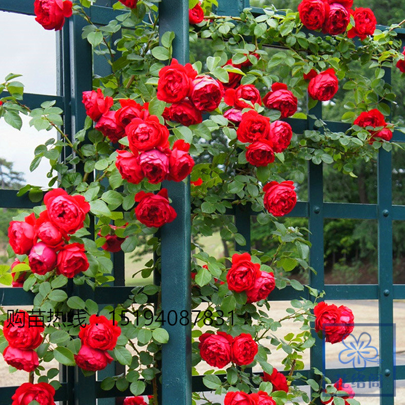 盆栽绿植爬藤月季 红色龙沙宝石月季 藤本红龙月季多花蔷薇苗