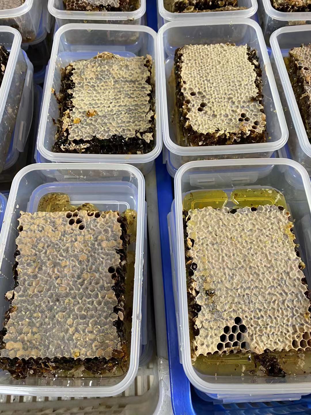 健凤园老巢蜜蜂场自产自然成熟封盖保鲜盒装500g新割蜂巢蜜1斤装