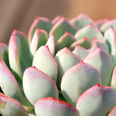 红边月影多肉绿植园艺多肉组合盆栽植物大单头粉月影杂特惠款