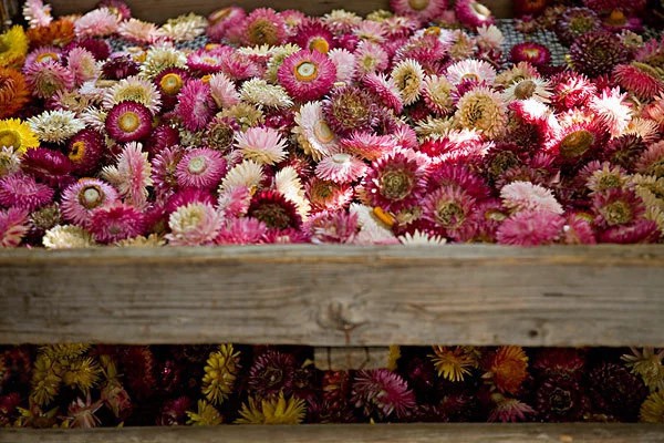 【七彩菊】云南干花 花材 批发 麦秆菊 蜡菊花 基地厂家直销