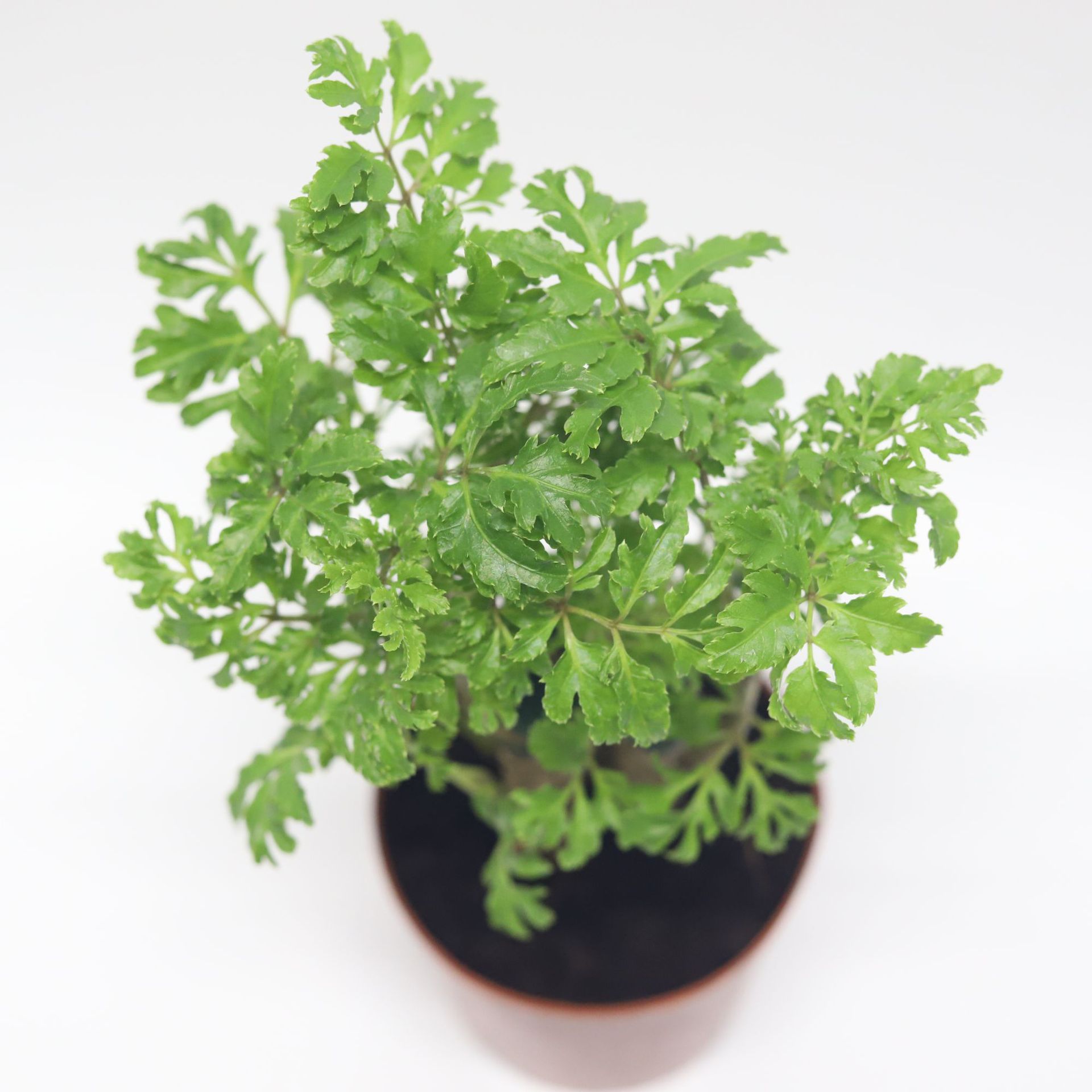 盆栽批发90#细叶森桩羽叶迷你福禄桐绿植花卉桌面新房吸甲醛植物