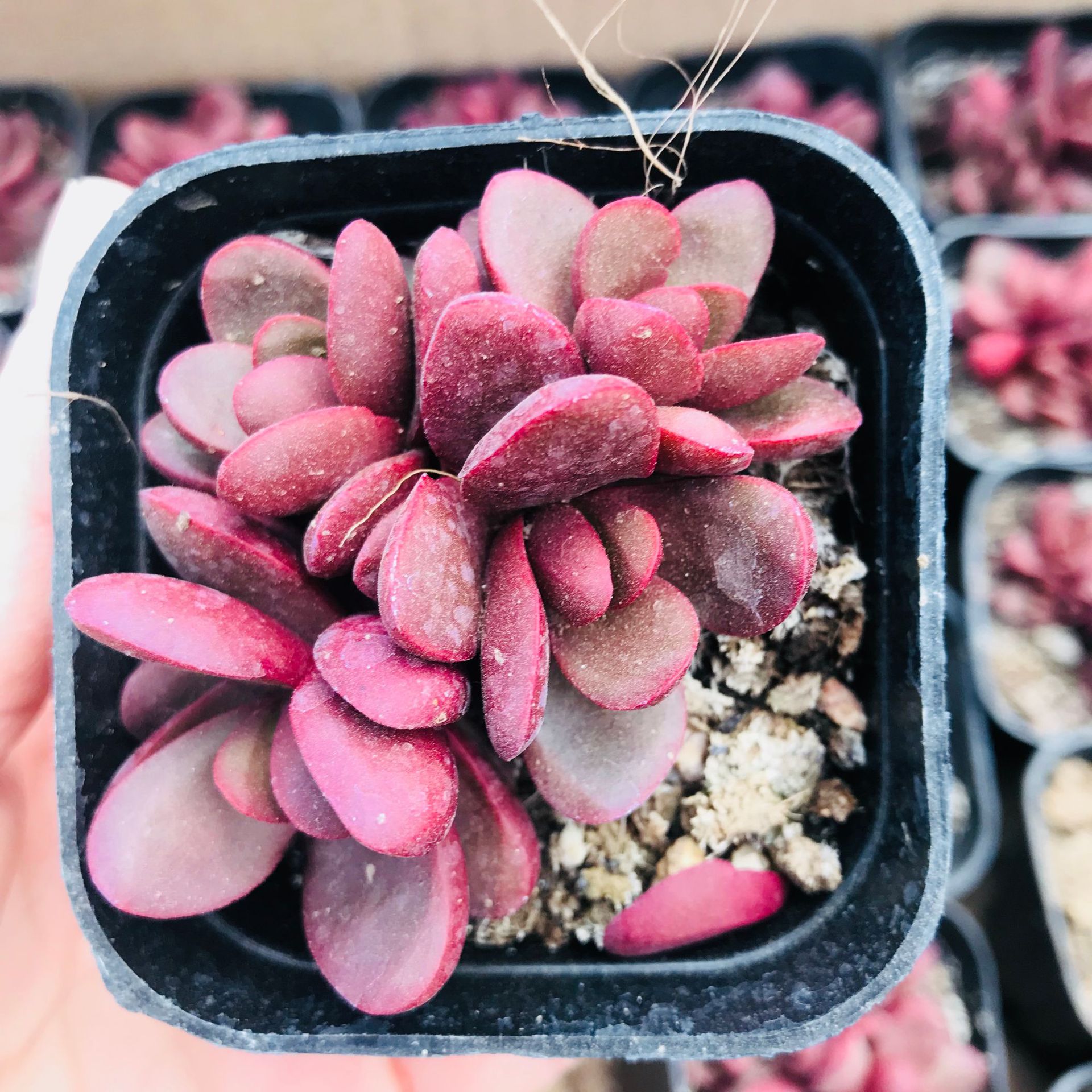 红火精美厚叶多肉植物克拉夫 群生多头趣味植物 新手好养克拉夫