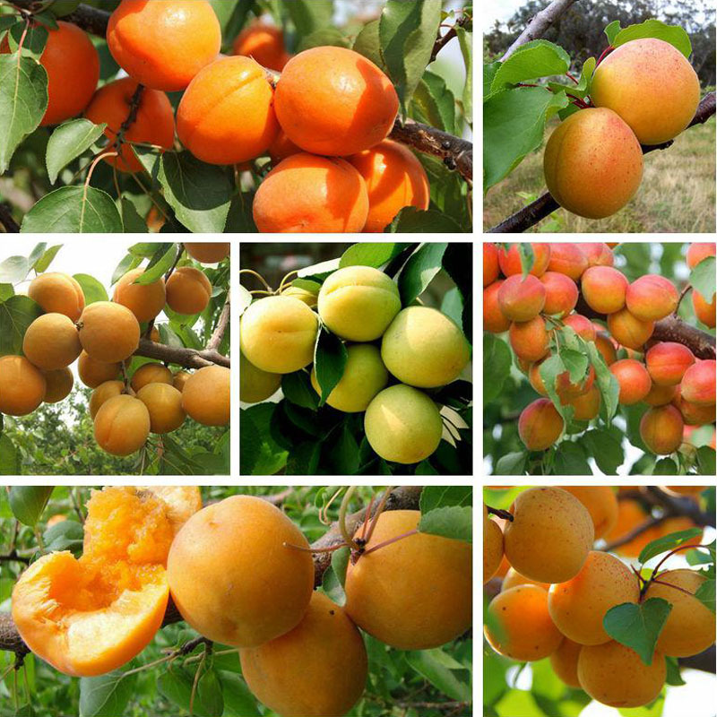 嫁接荷兰香蜜杏树根系发达荷兰香蜜杏树肉核均可食用香蜜杏树