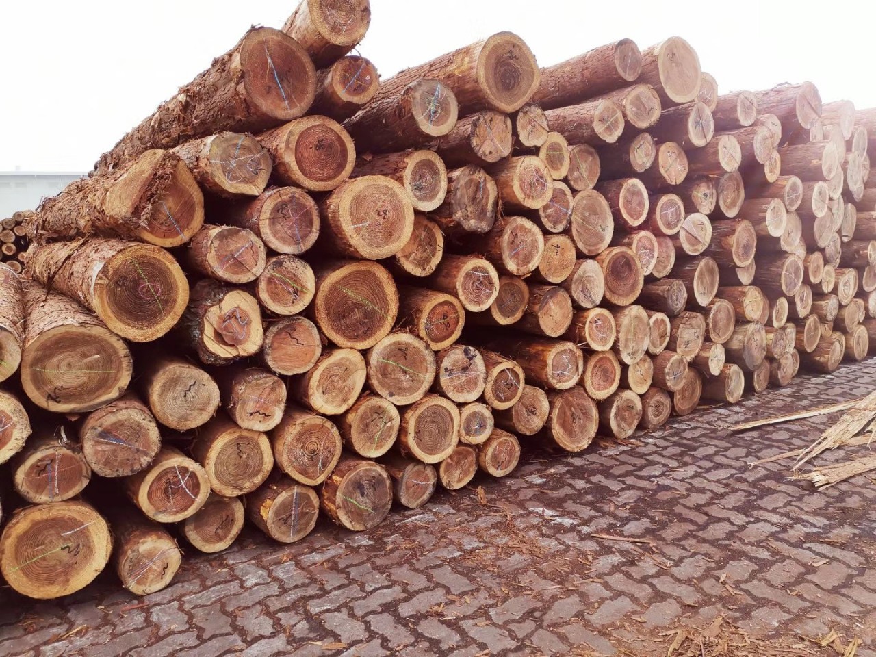 进口日本柳杉原木定制加工杉木打桩木