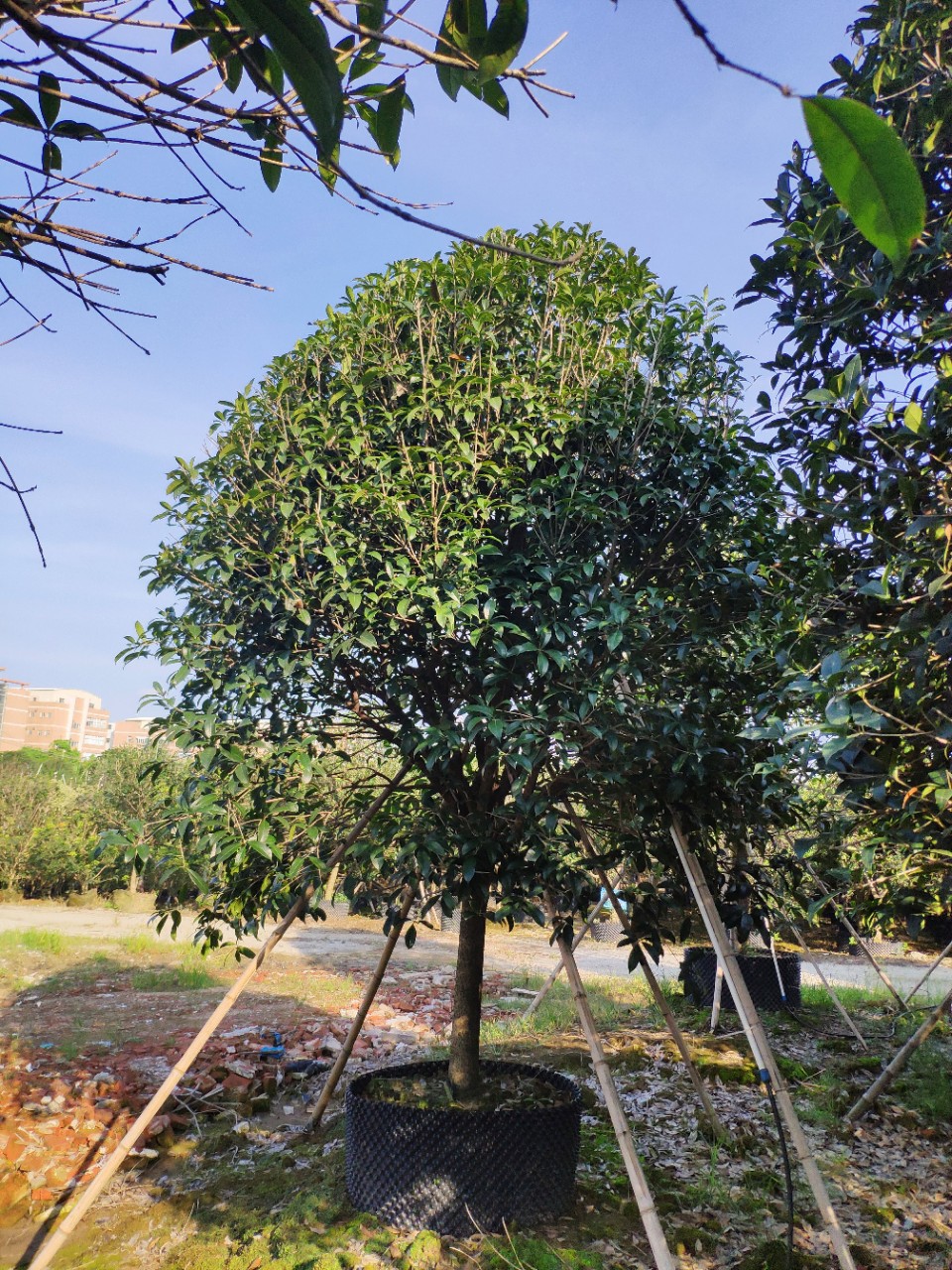 907供应 精品全冠 四季桂 八月桂 金桂 12-20cm桂花树 假植苗